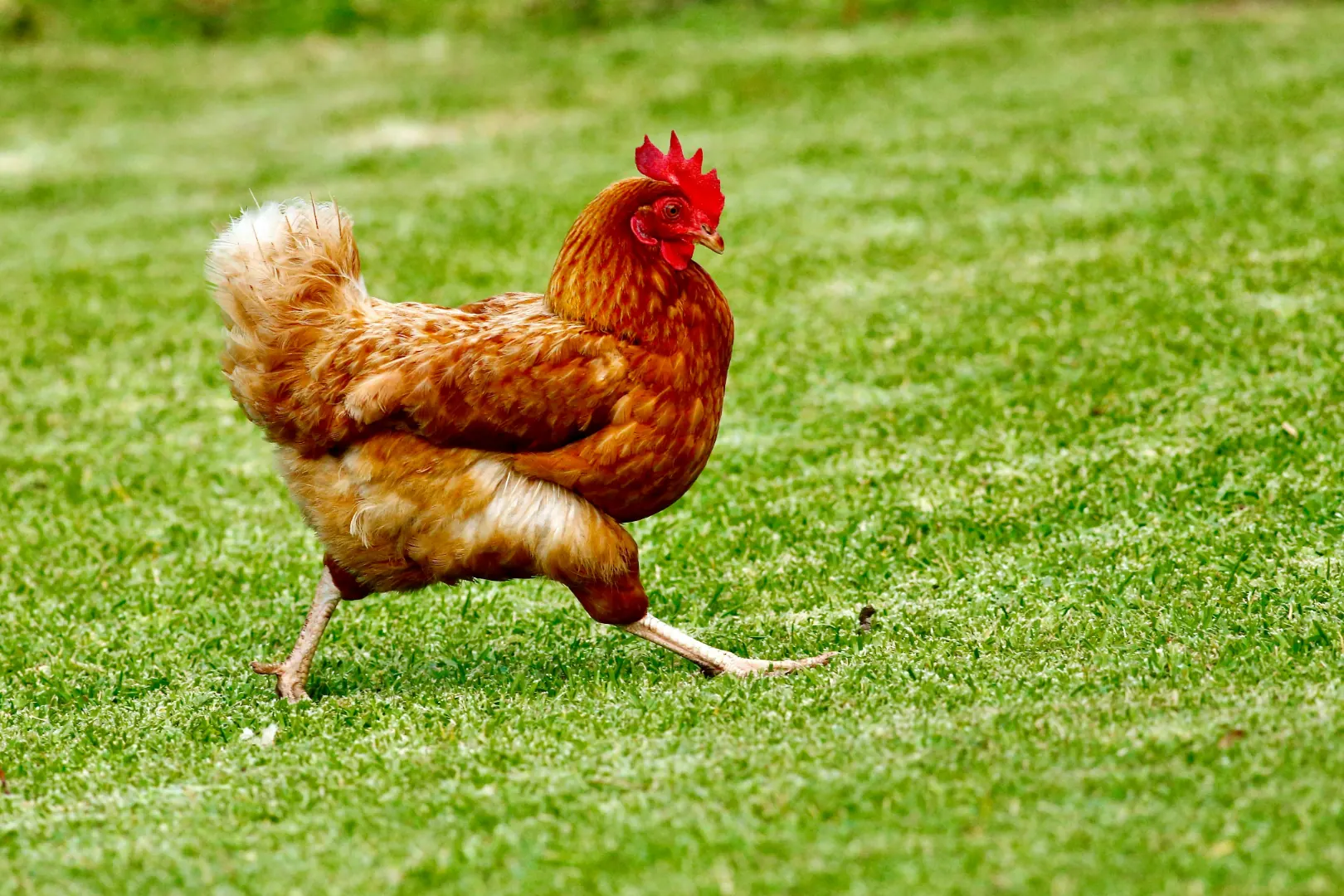 Unha galiña correndo pola herba