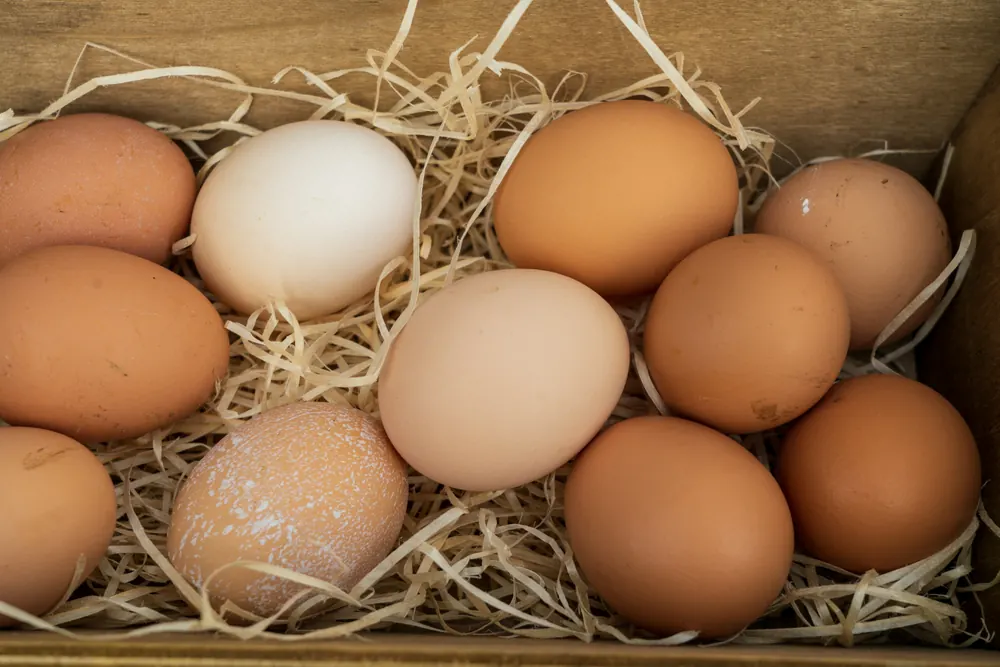 Ovos de distintos tons de marrón e branco sobre palla